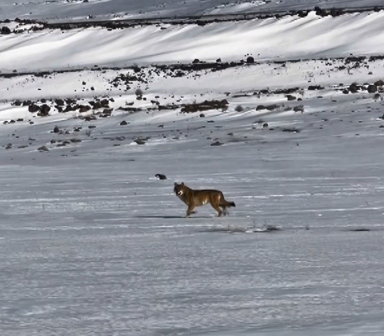 Kars’ta hareket halindeki aracı takip eden kurt kameraya yansıdı
