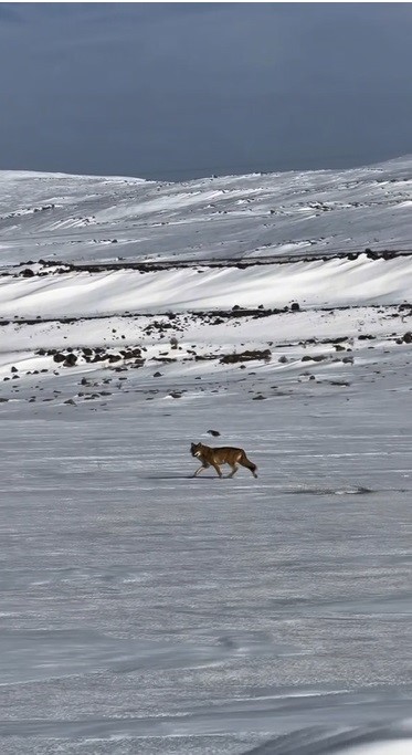 Kars’ta hareket halindeki aracı takip eden kurt kameraya yansıdı
