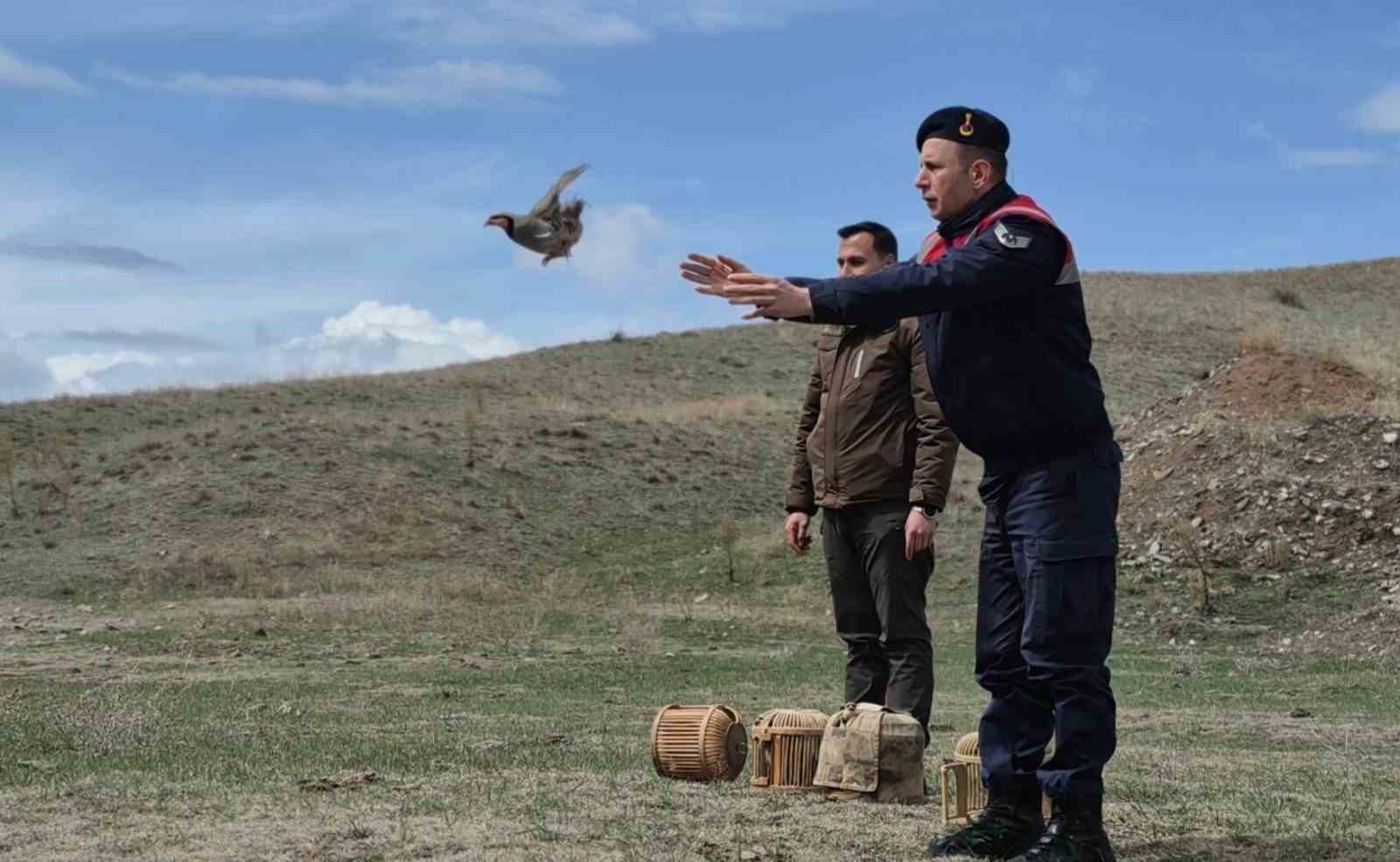 Kars’ta kaçak avcılara darbe: 51 canlı keklik doğaya kazandırıldı
