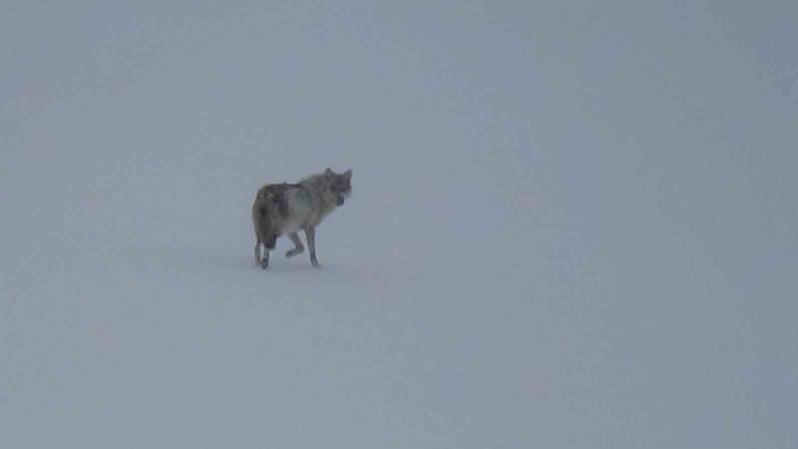 Kars’ta karla kaplı arazide yalnız kurt: Kamerayı fark edince gözden kayboldu
