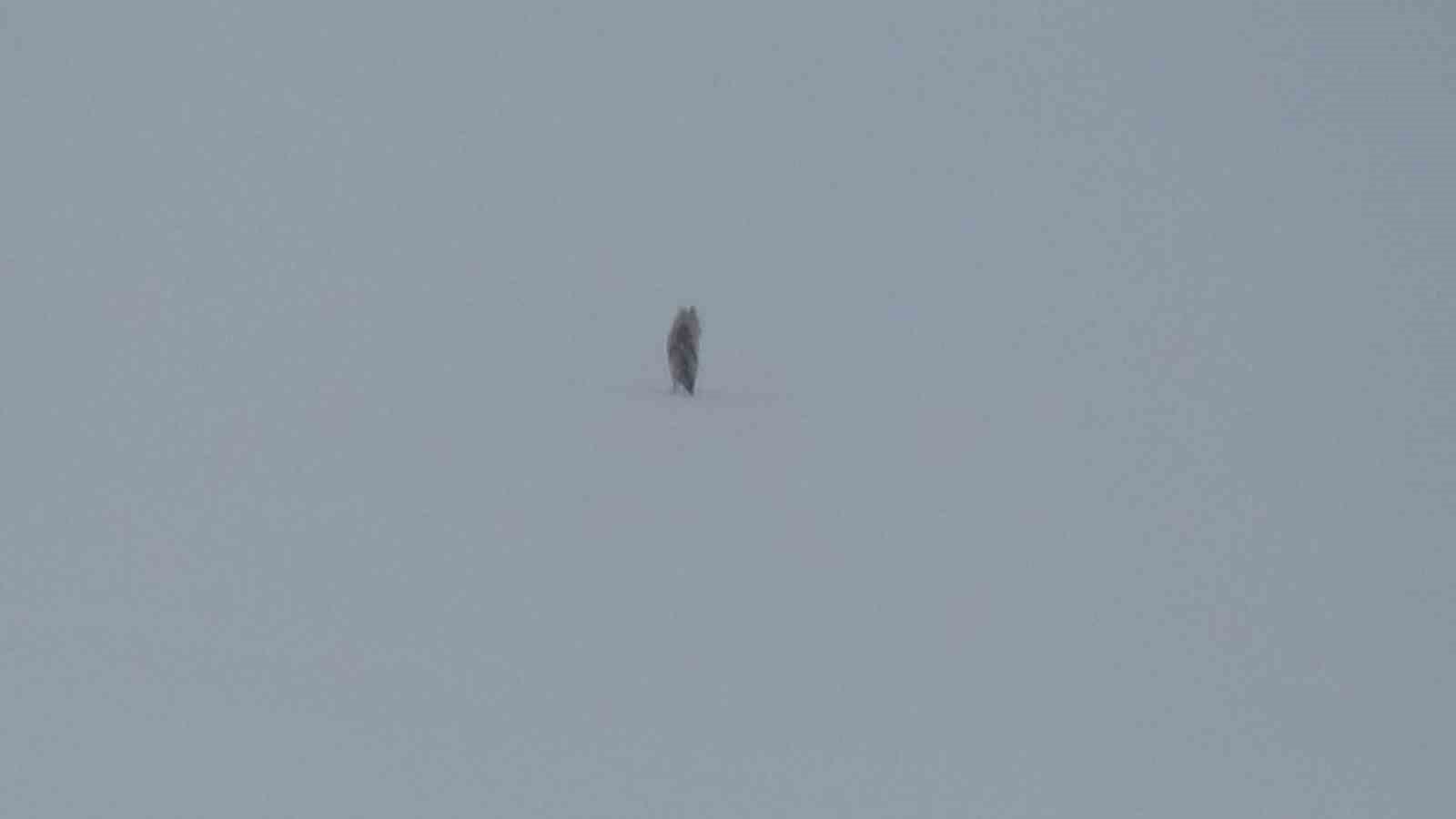 Kars’ta karla kaplı arazide yalnız kurt: Kamerayı fark edince gözden kayboldu
