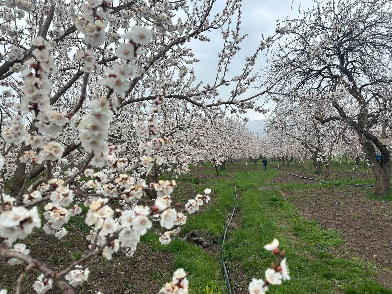 Kars’ta kayısı bahçeleri beyaza büründü: Bereketli sezon umudu

