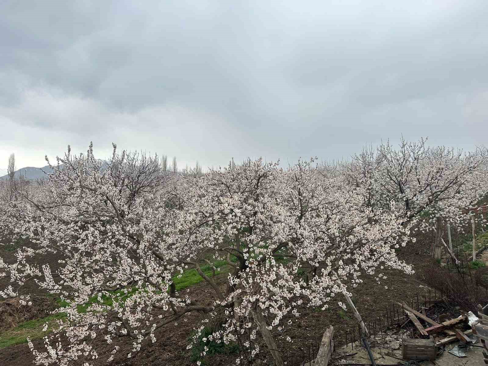 Kars’ta kayısı bahçeleri beyaza büründü: Bereketli sezon umudu
