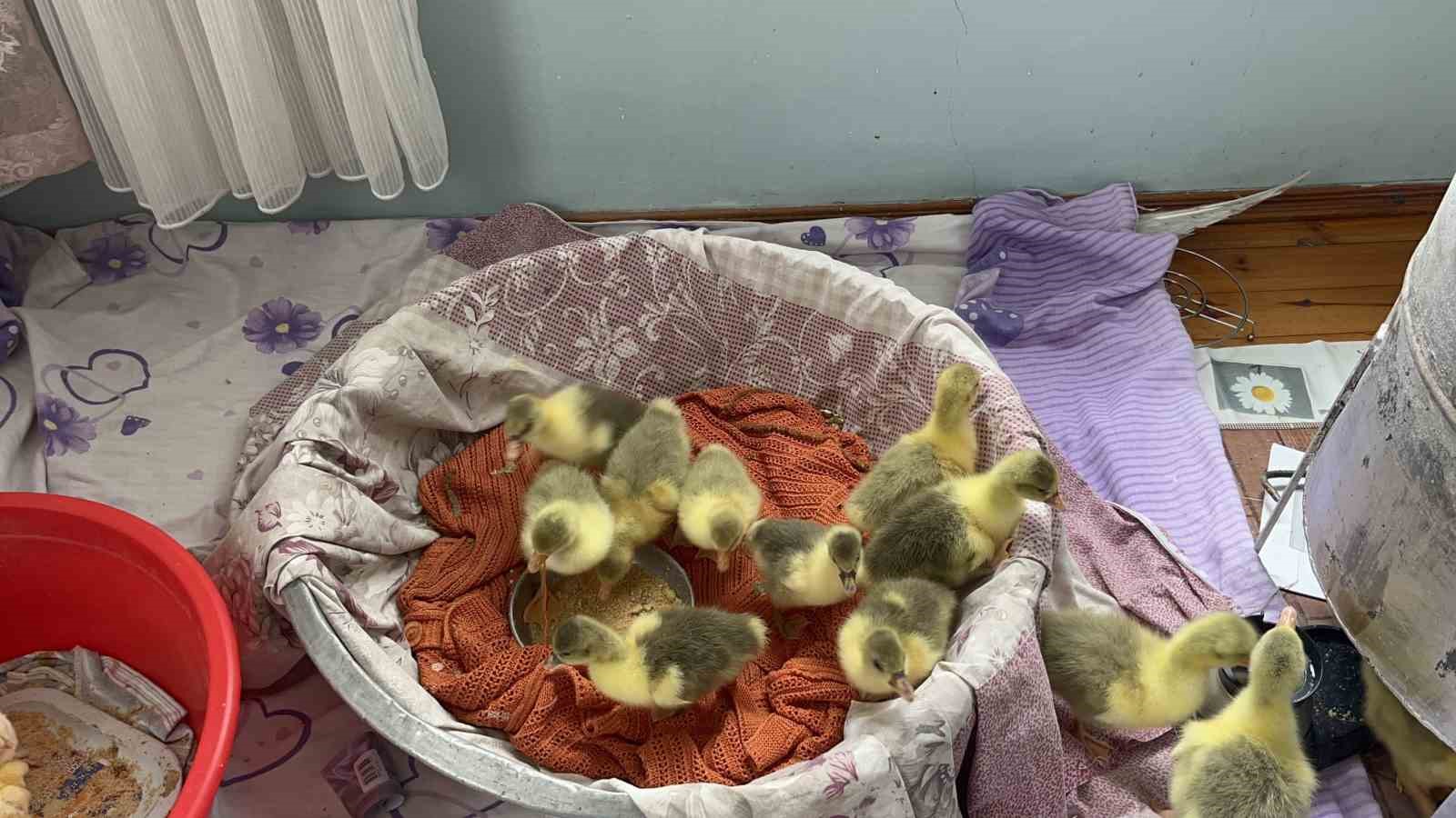 Kars’ta kazlar kuluçkada, köylerde seferberlik başladı
