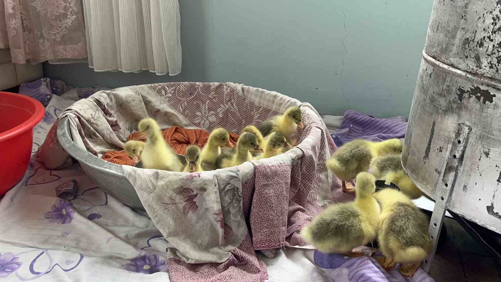 Kars’ta kazlar kuluçkada, köylerde seferberlik başladı
