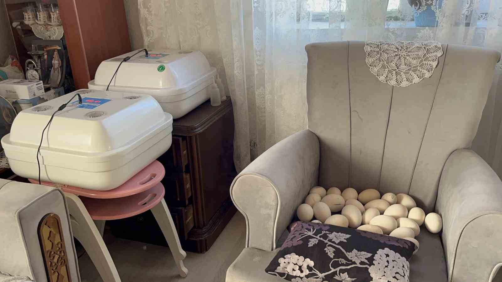 Kars’ta kazlar kuluçkada, köylerde seferberlik başladı
