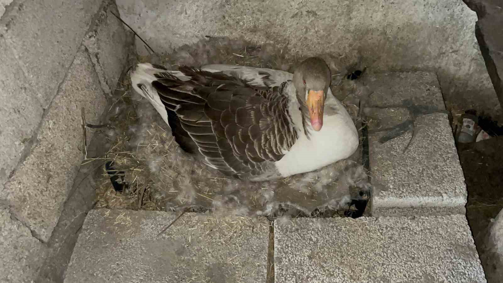 Kars’ta kazlar kuluçkada, köylerde seferberlik başladı
