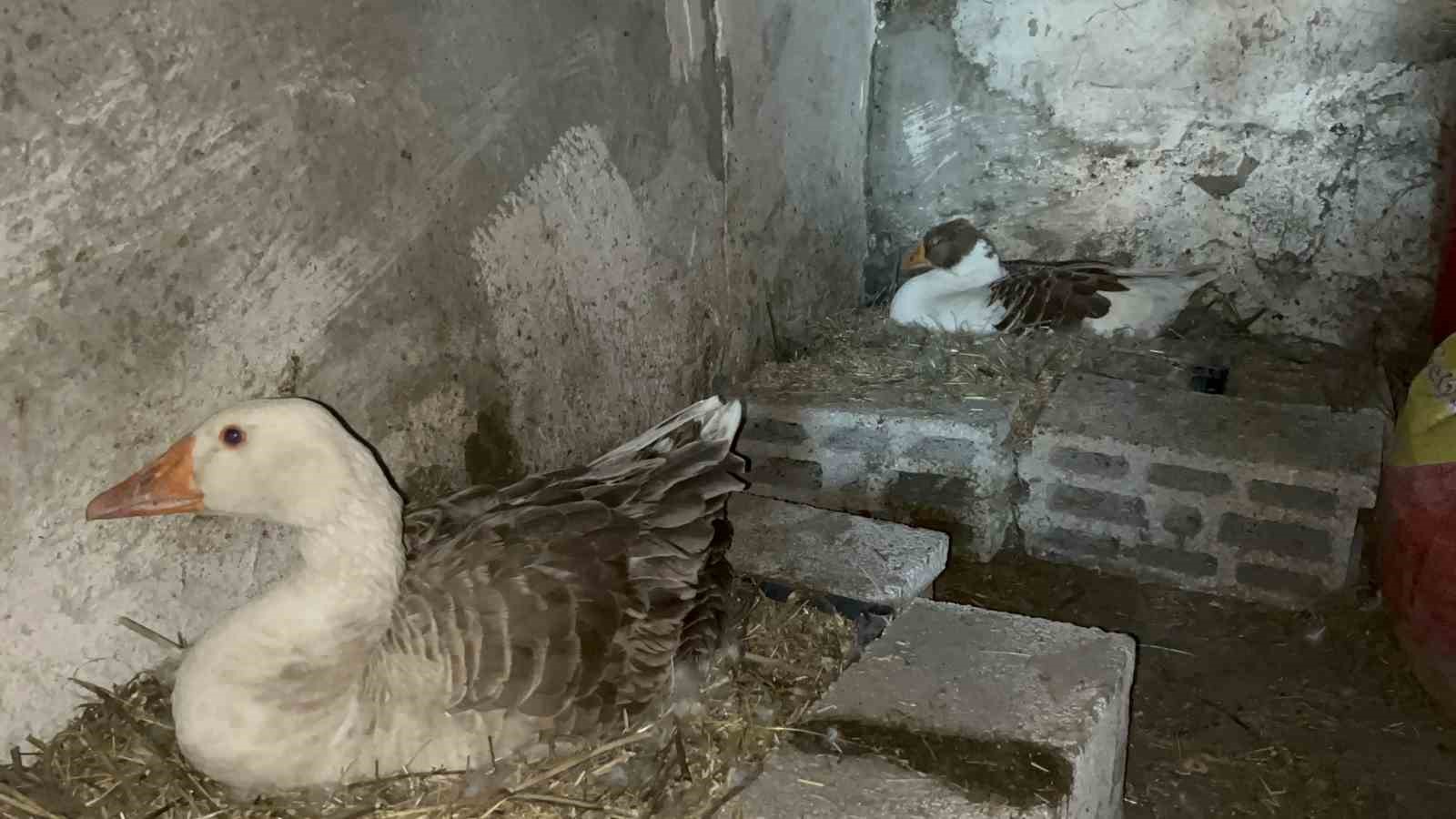 Kars’ta kazlar kuluçkada, köylerde seferberlik başladı
