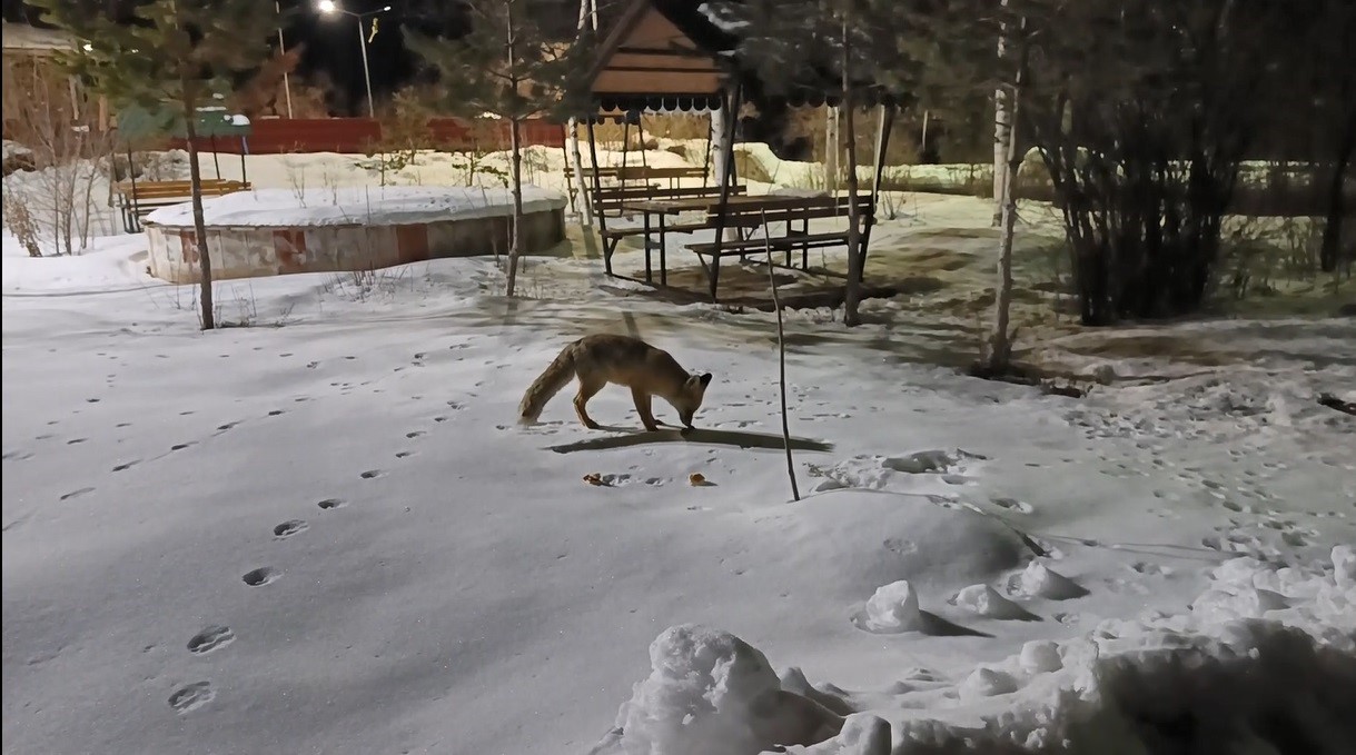 Kars’ta kedi ile tilkinin ilginç karşılaşması kamerada
