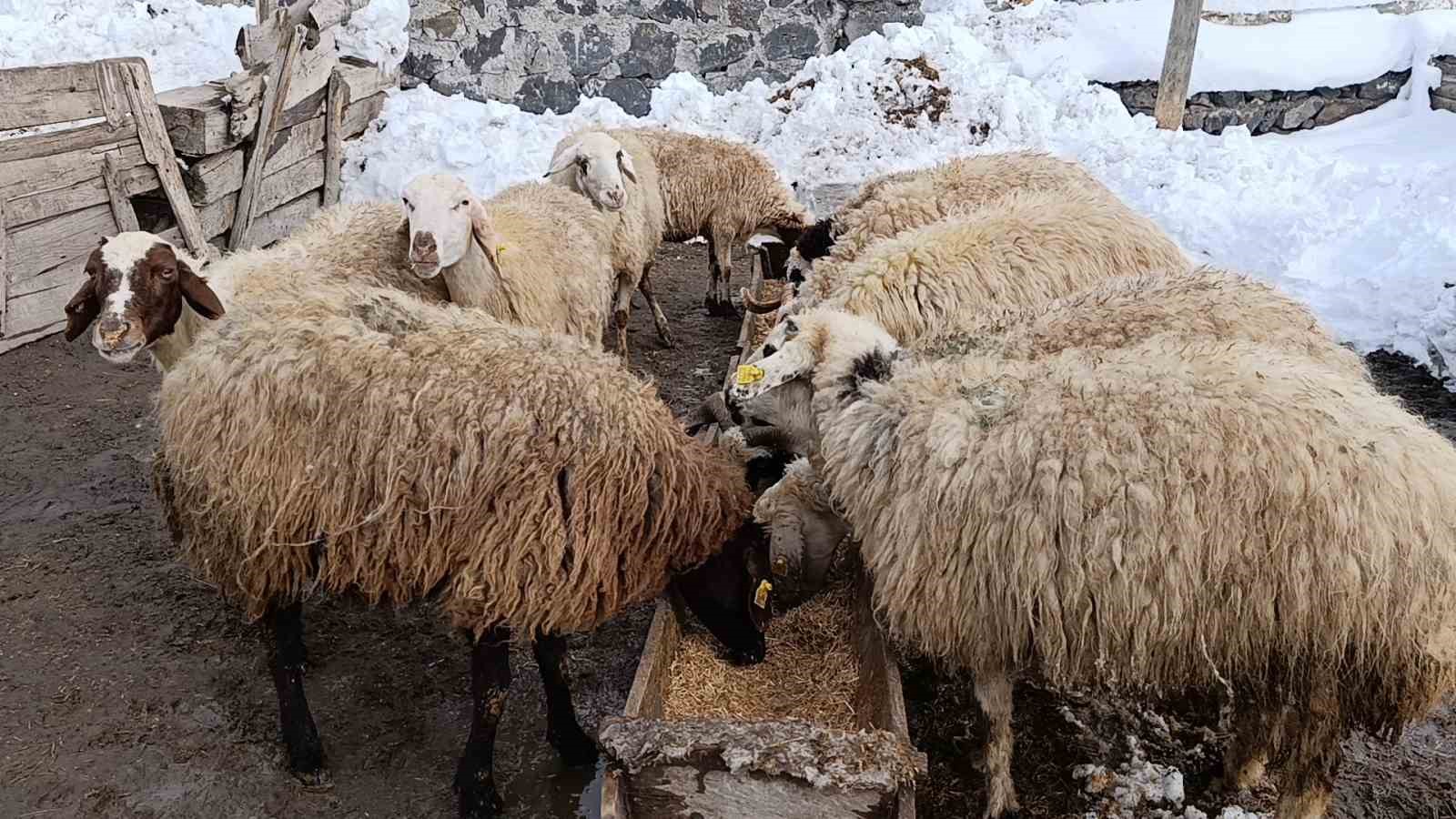 Kars’ta köylerde ahırlar için seferberlik
