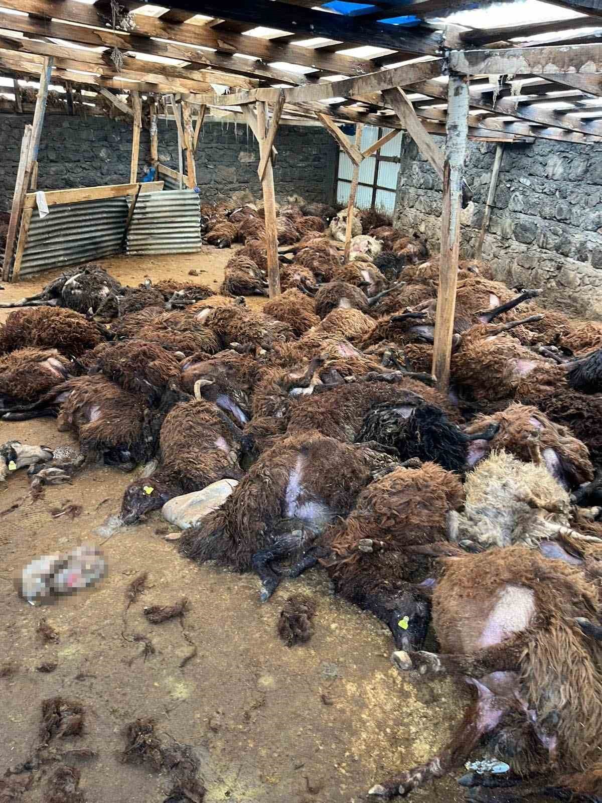 Kars’ta kurt dehşeti: Aç kurtlar 130 koyunu telef etti
