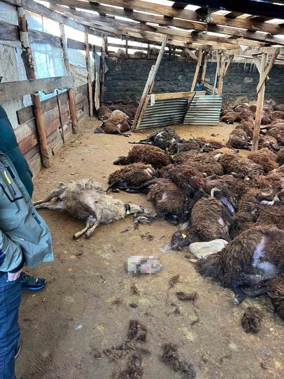 Kars’ta kurt dehşeti: Aç kurtlar 130 koyunu telef etti
