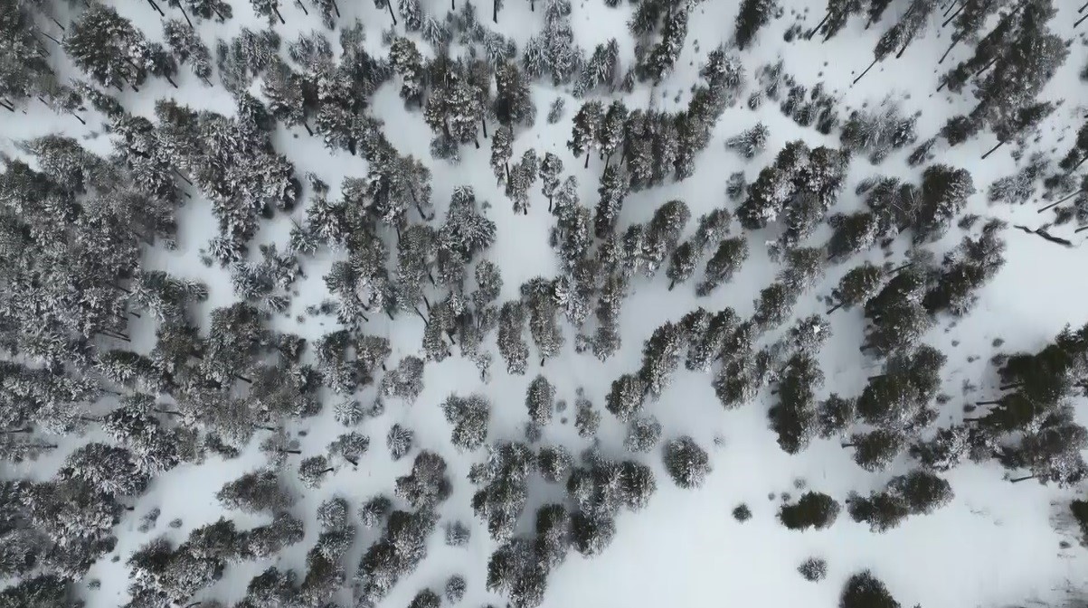 Kars’ta sarıçam ormanları beyaza büründü, tarım arazileri kar altında
