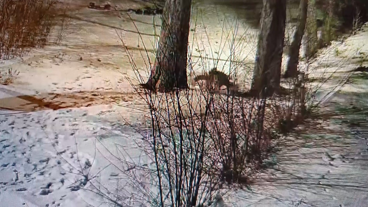 Kars’ta site bahçesinde oyuncu tilkiler görüntülendi
