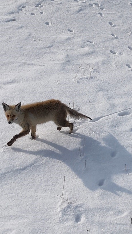 Kars’ta tilkinin dronla imtihanı: Önce baktı, sonra hızla kaçtı
