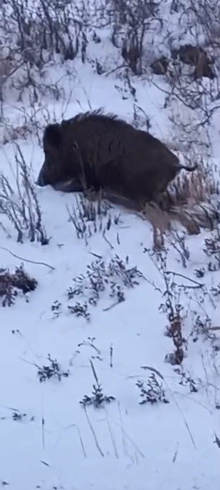 Kars’ta yol kenarında ilerleyen domuz cep telefonuyla kaydedildi
