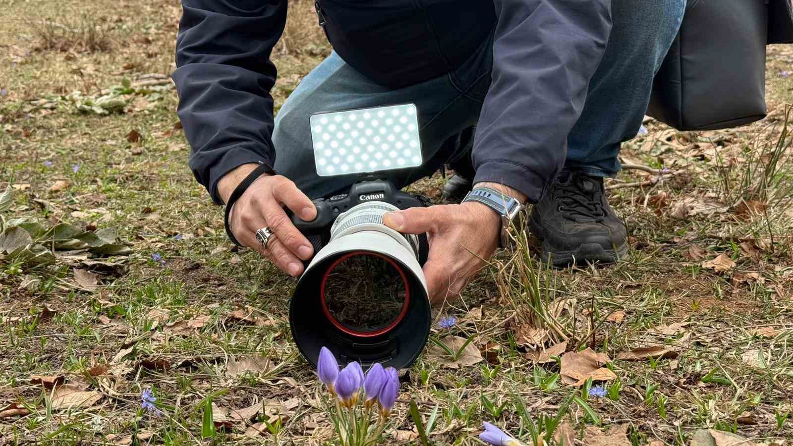 Kartepe’nin nadide türü objektiflere yansıdı
