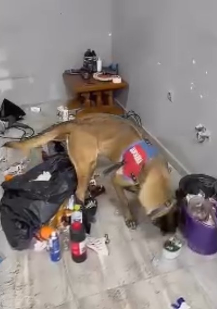 Kastamonu’da 9 farklı adrese uyuşturucu operasyonu: 8 gözaltı
