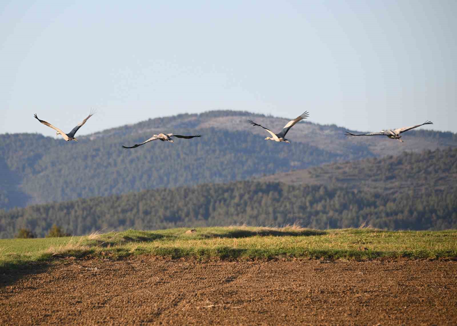 Kastamonu’da görsel şölen: Turna ailesi göç yolunda görüntülendi
Kastamonu’da görsel şölen: Turna ailesi göç yolunda görüntülendi