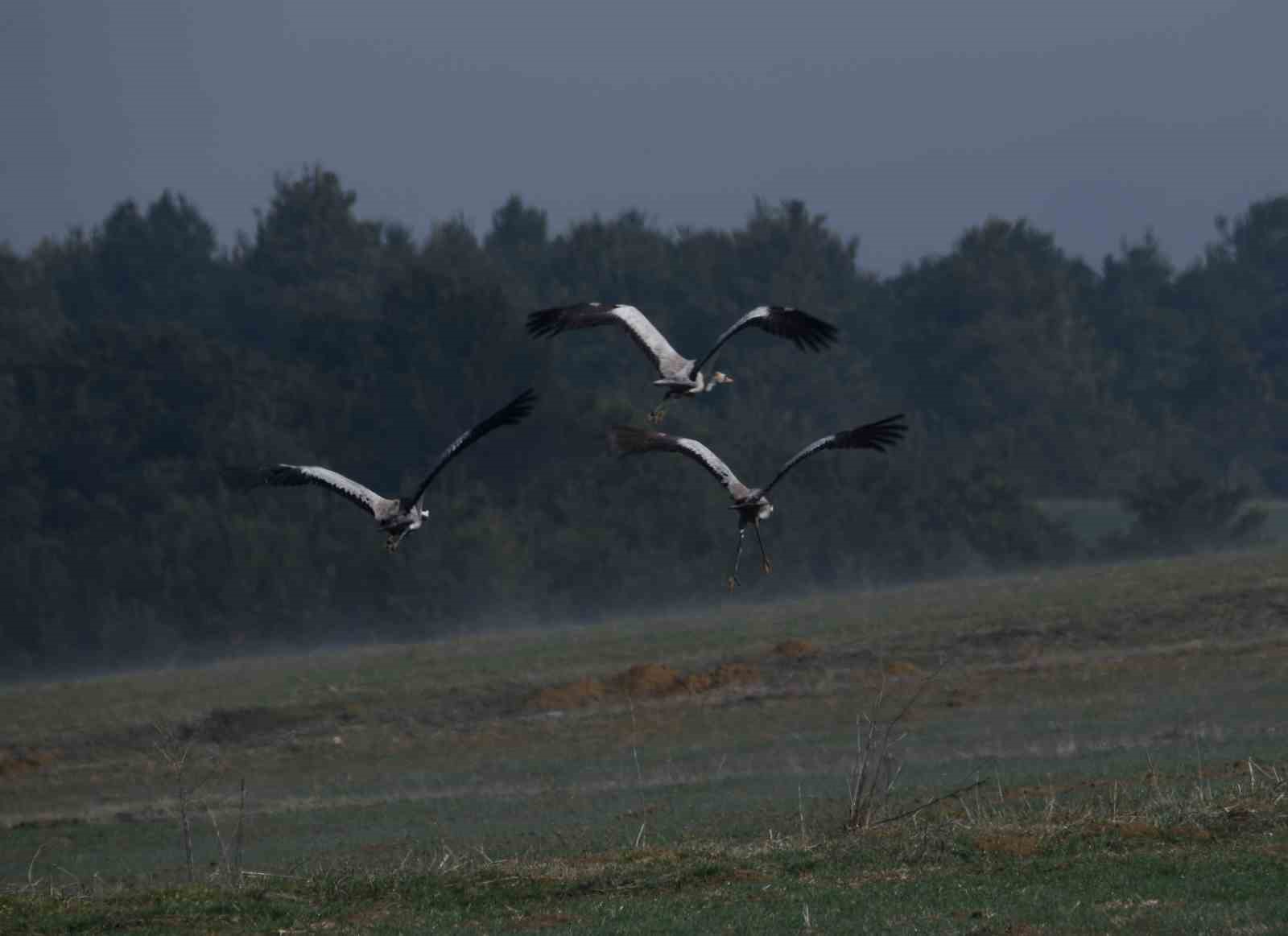 Kastamonu’da görsel şölen: Turna ailesi göç yolunda görüntülendi
Kastamonu’da görsel şölen: Turna ailesi göç yolunda görüntülendi