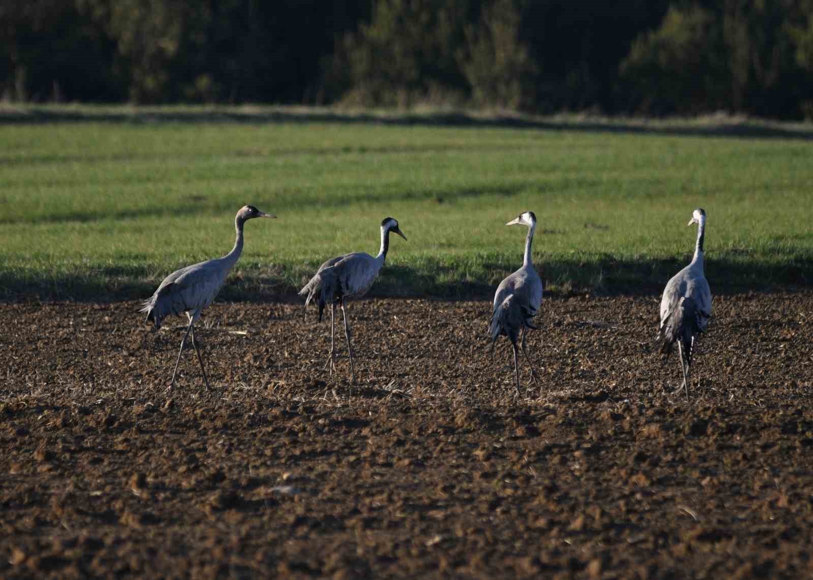 Kastamonu’da görsel şölen: Turna ailesi göç yolunda görüntülendi
Kastamonu’da görsel şölen: Turna ailesi göç yolunda görüntülendi