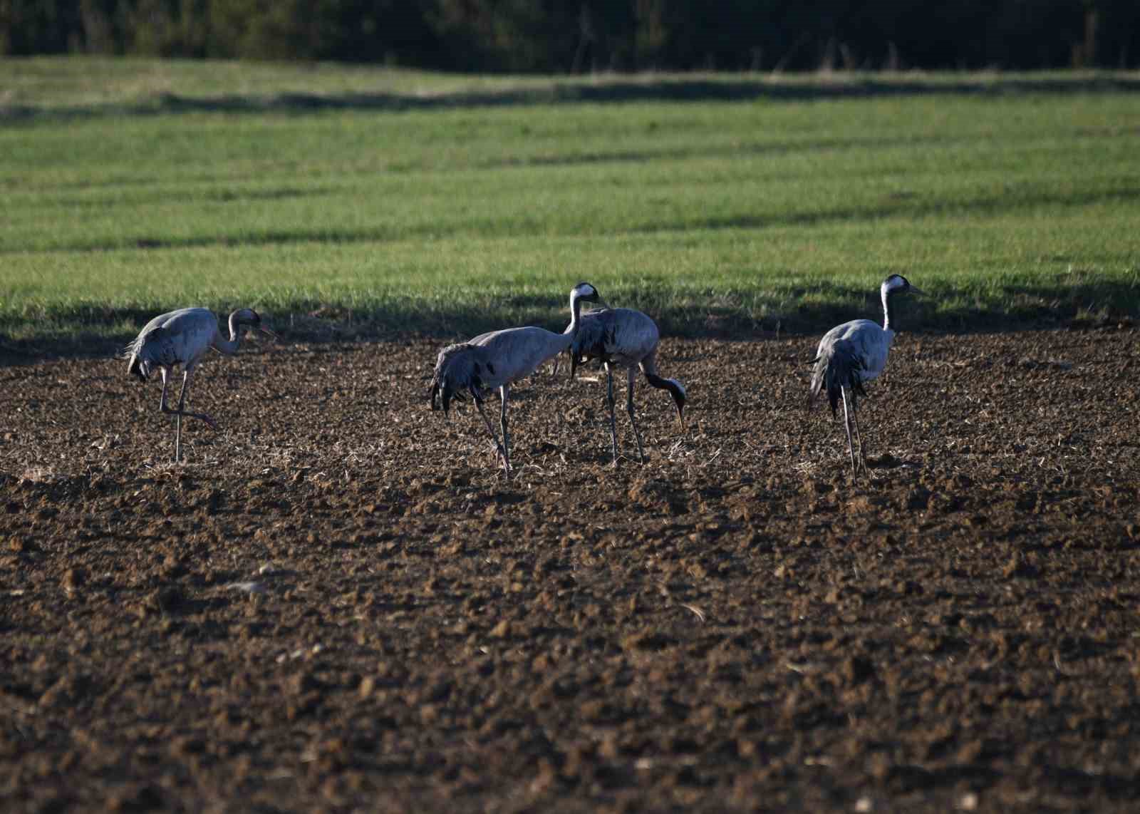 Kastamonu’da görsel şölen: Turna ailesi göç yolunda görüntülendi
Kastamonu’da görsel şölen: Turna ailesi göç yolunda görüntülendi