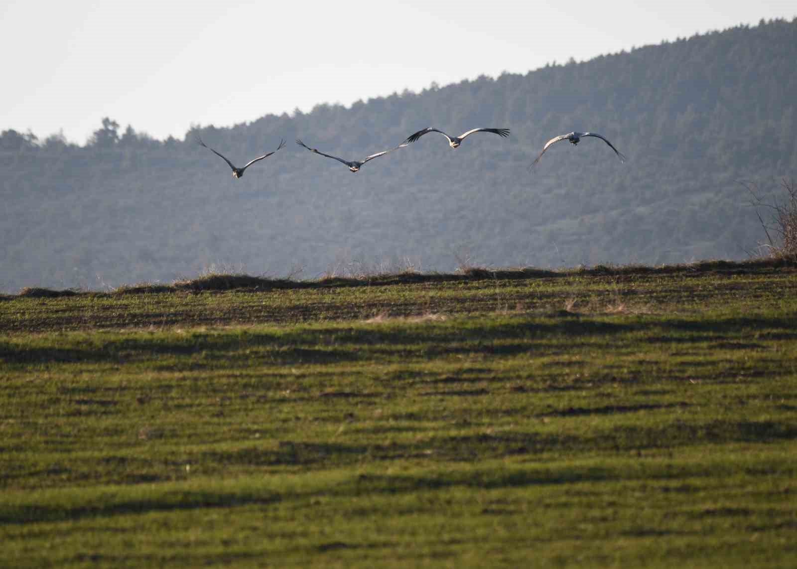 Kastamonu’da görsel şölen: Turna ailesi göç yolunda görüntülendi
Kastamonu’da görsel şölen: Turna ailesi göç yolunda görüntülendi