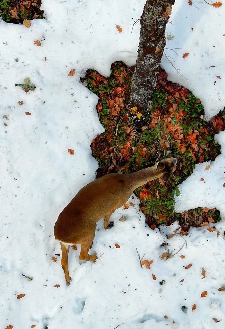 Kastamonu’da kar altındaki karacalar dron ile görüntülendi
