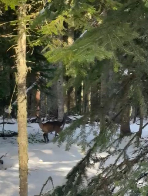 Kastamonu’da karacalar su içerken görüntülendi
