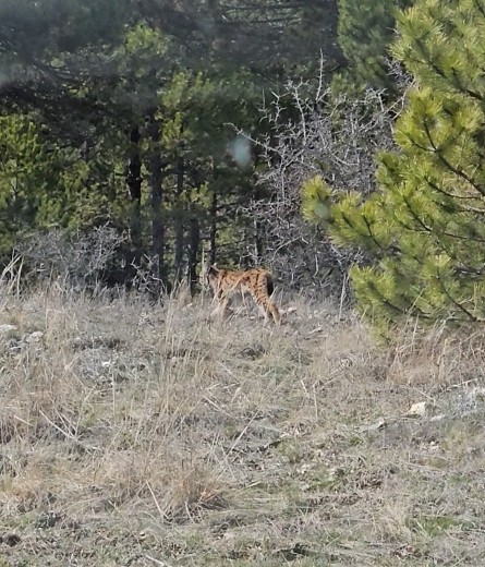 Kastamonu’da ormanda dolaşan vaşak görüntülendi
