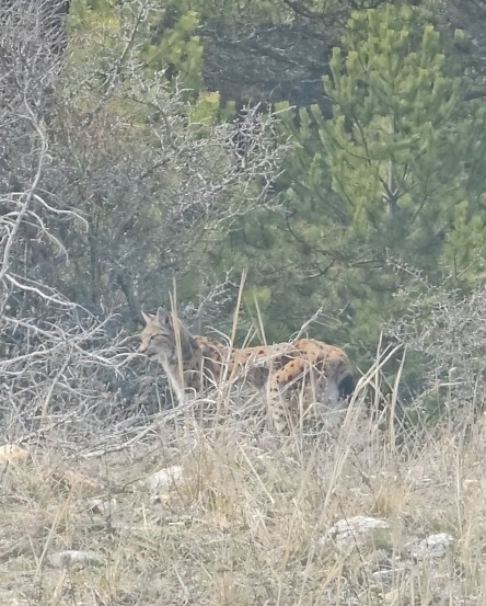 Kastamonu’da ormanda dolaşan vaşak görüntülendi
