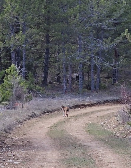 Kastamonu’da ormanda dolaşan vaşak görüntülendi
