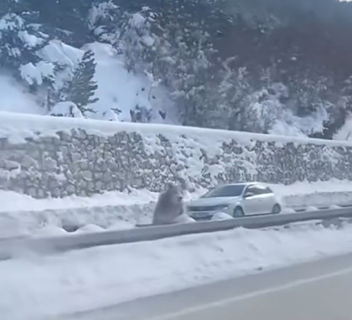 Kastamonu’da ormanlık alanda karda ilerleyemeyen bozayı güldürdü
