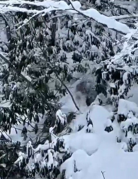 Kastamonu’da ormanlık alanda karda ilerleyemeyen bozayı güldürdü
