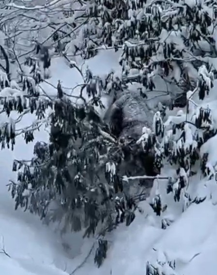 Kastamonu’da ormanlık alanda karda ilerleyemeyen bozayı güldürdü
