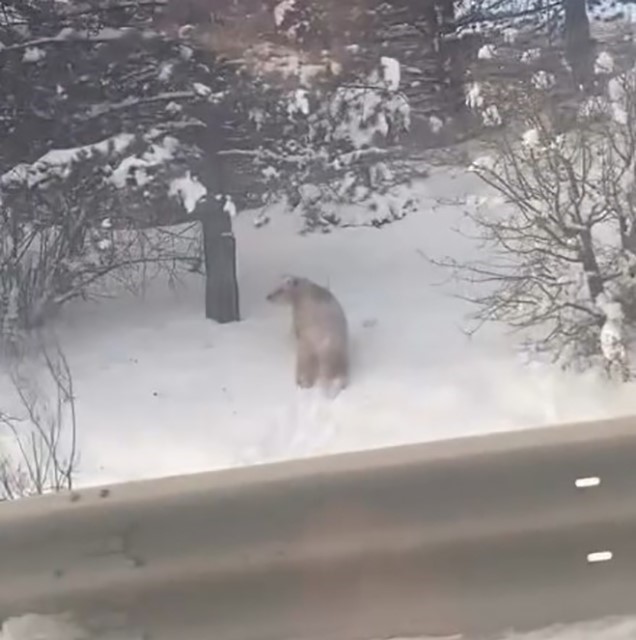 Kastamonu’da ormanlık alanda karda ilerleyemeyen bozayı güldürdü
