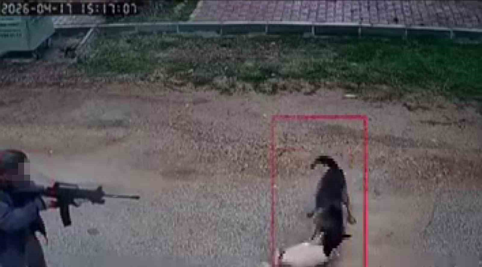 Kavga eden sokak köpeklerine tüfekle ateş edip bir köpeği öldürdü
