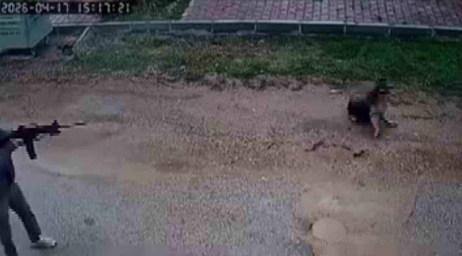 Kavga eden sokak köpeklerine tüfekle ateş edip bir köpeği öldürdü
