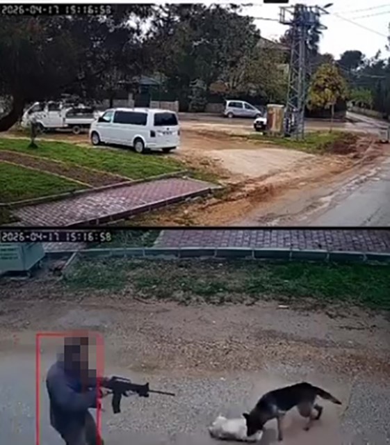 Kavga eden sokak köpeklerine tüfekle ateş edip bir köpeği öldürdü
