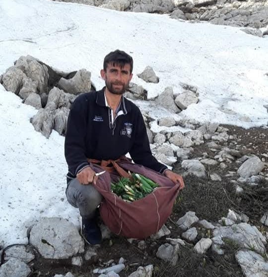 Kayalıklarda yetişiyor, sofralara lezzet katıyor: Çiriş otu
