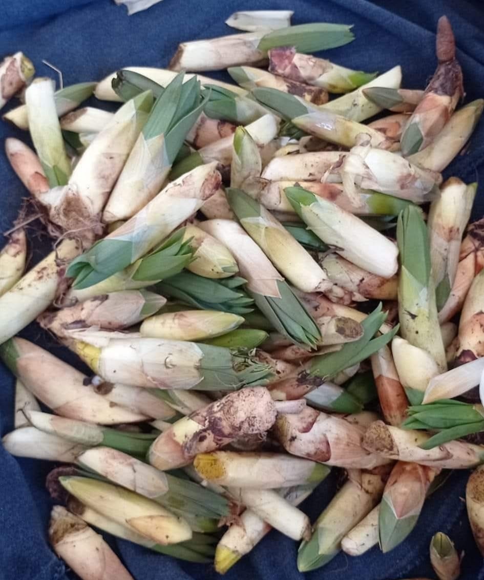 Kayalıklarda yetişiyor, sofralara lezzet katıyor: Çiriş otu
