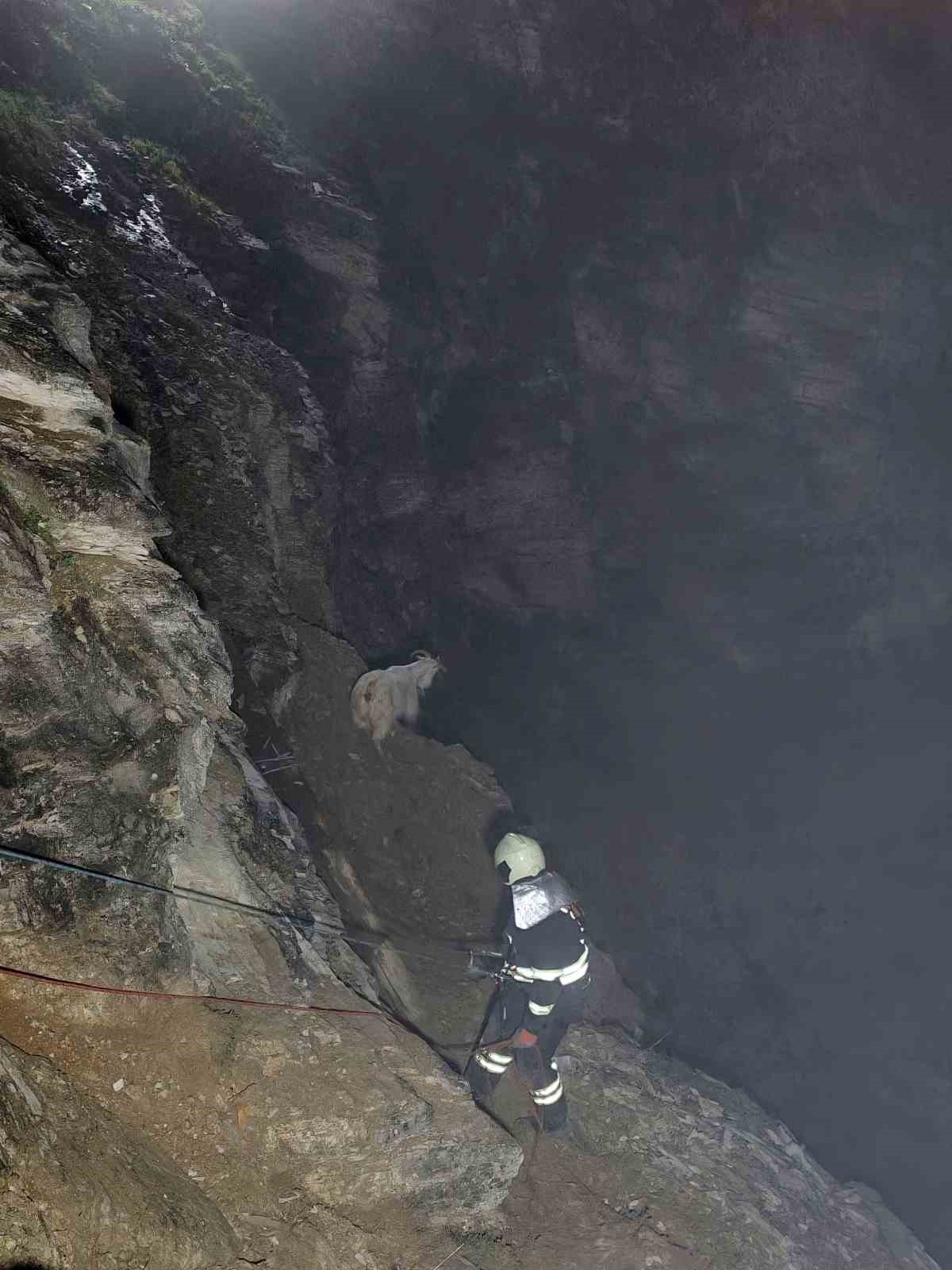 Kayalıklardaki sürüye cansiparane kurtarma
