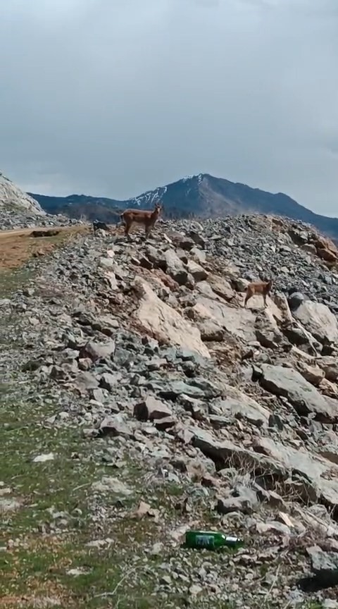 Kayalıklardan süzülen zarafet kameralarda
