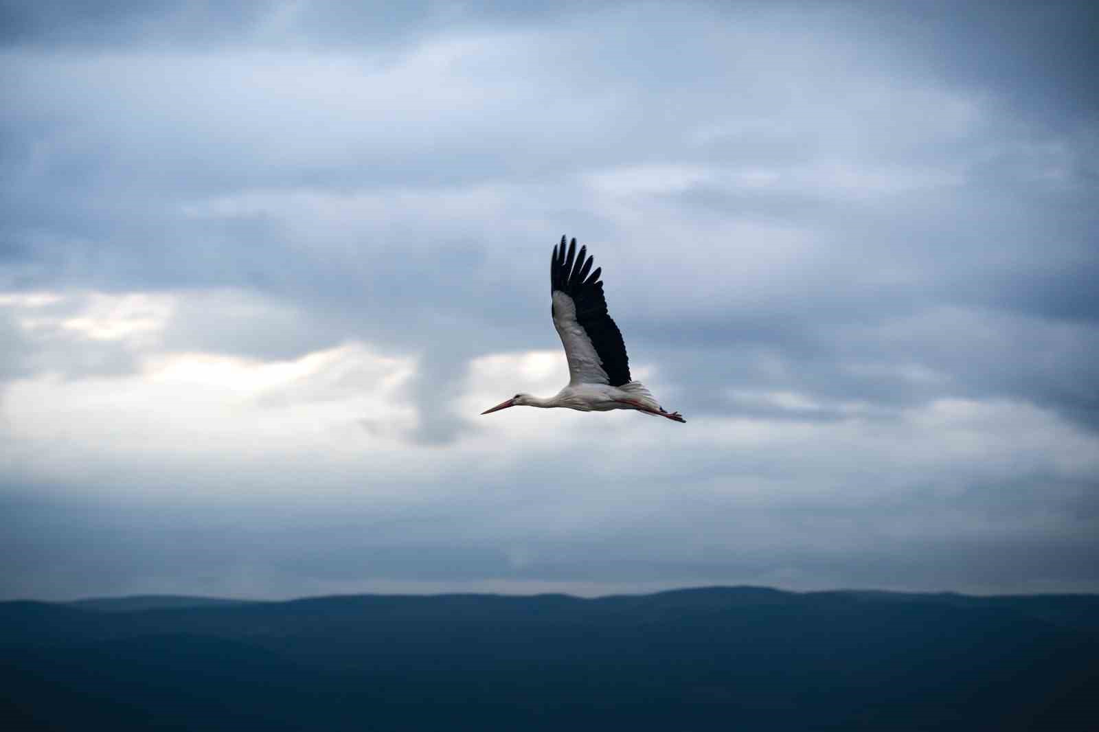 Kayığa konunca gerçek ortaya çıktı

