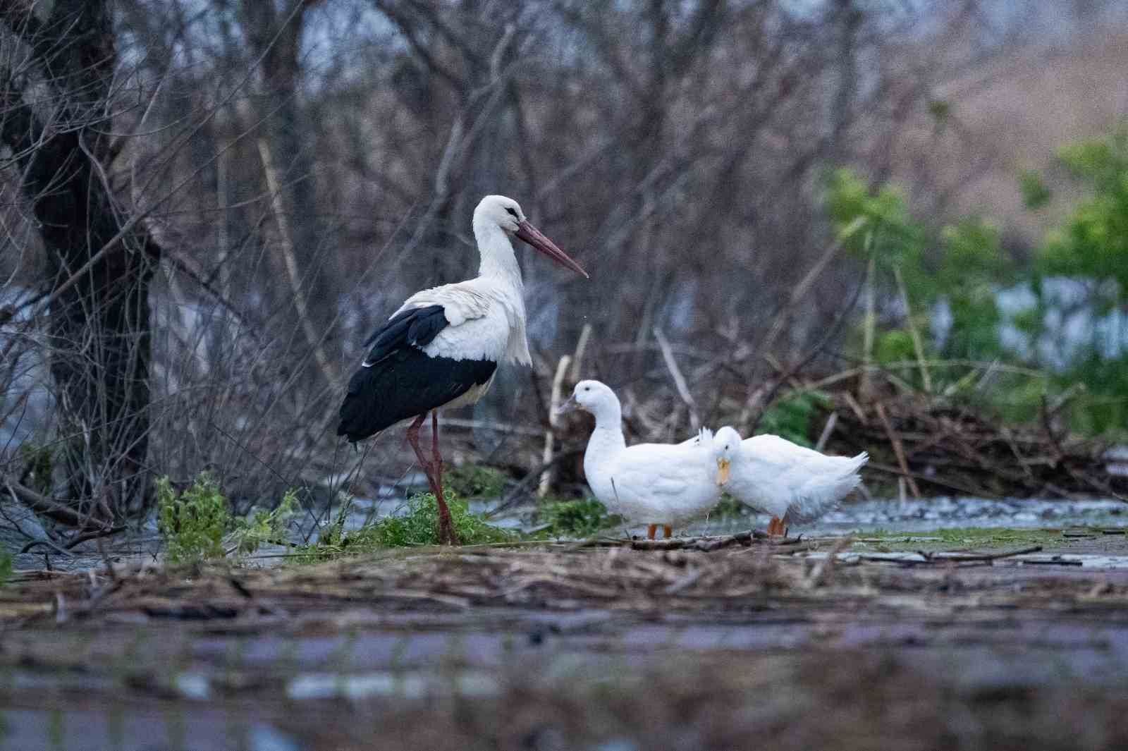 Kayığa konunca gerçek ortaya çıktı
