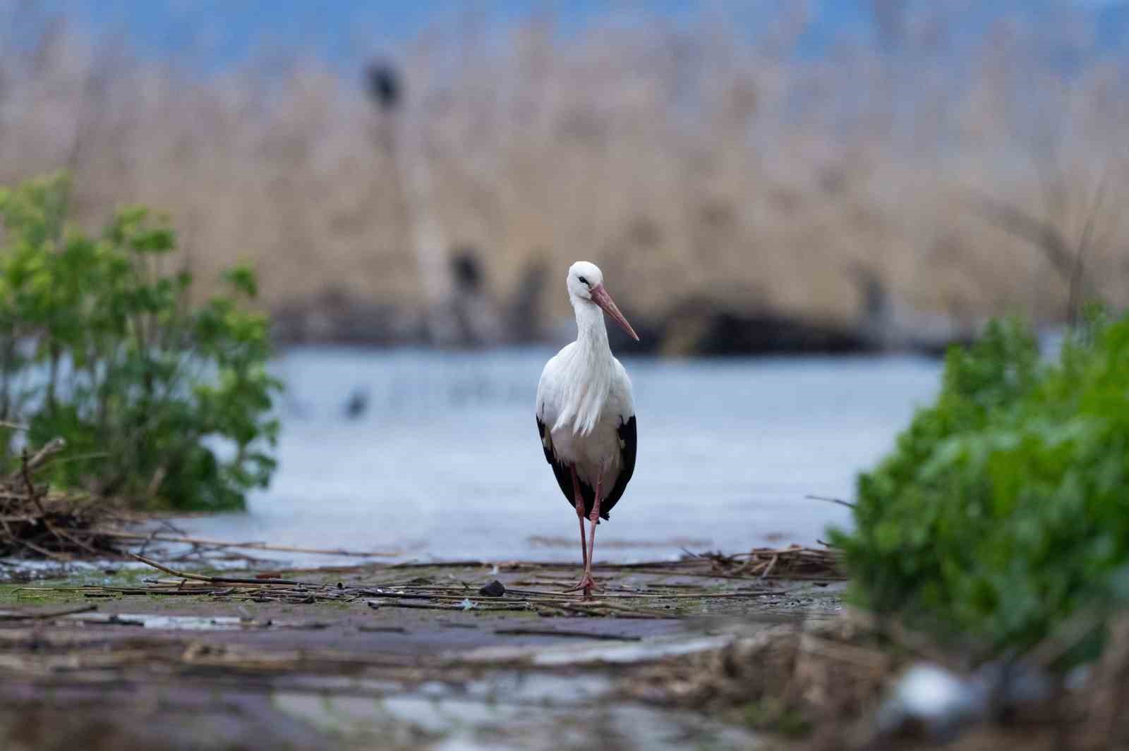 Kayığa konunca gerçek ortaya çıktı
