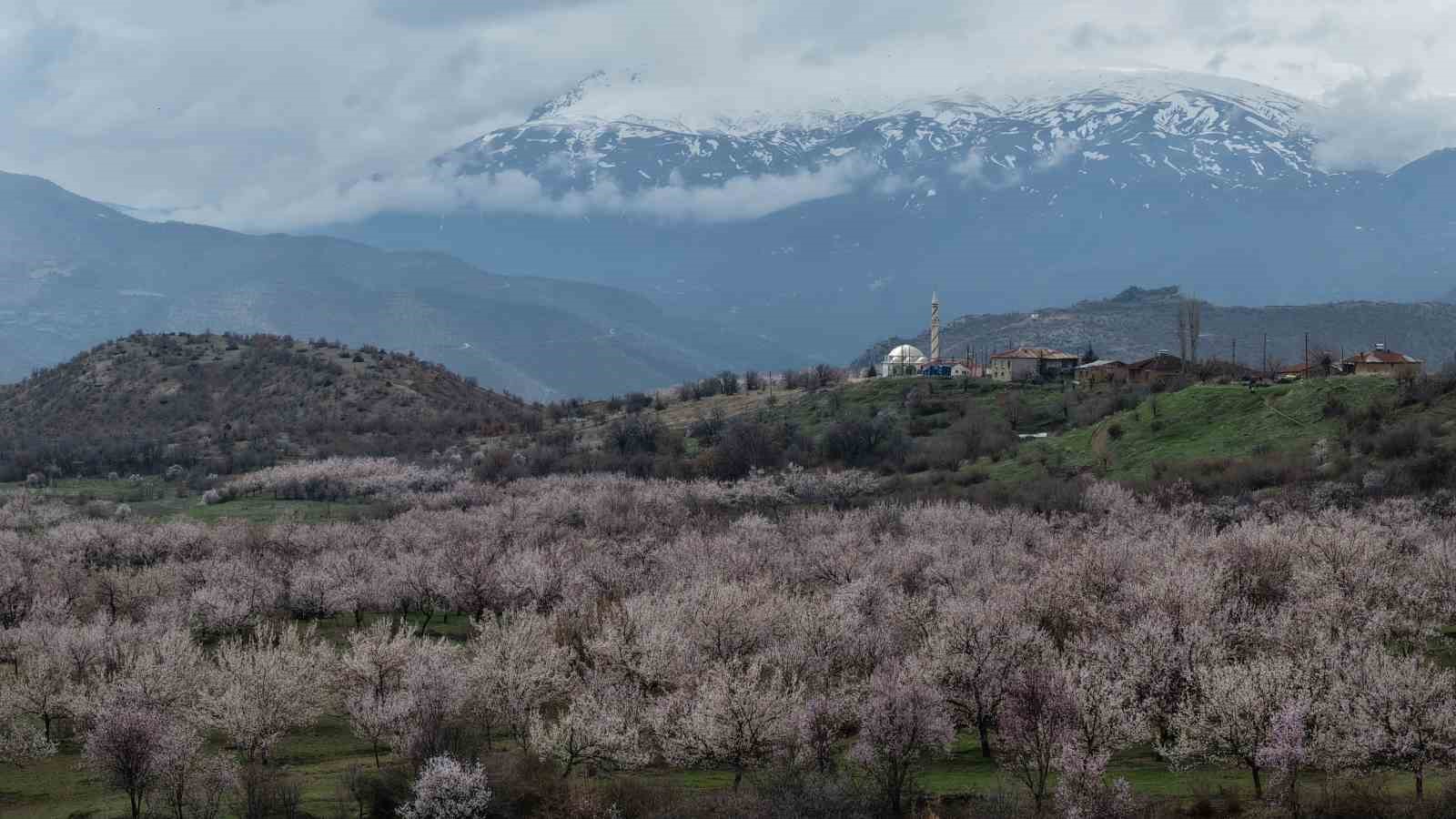 Kayısı bahçeleri beyaza büründü, ortaya eşsiz manzaralar çıktı

