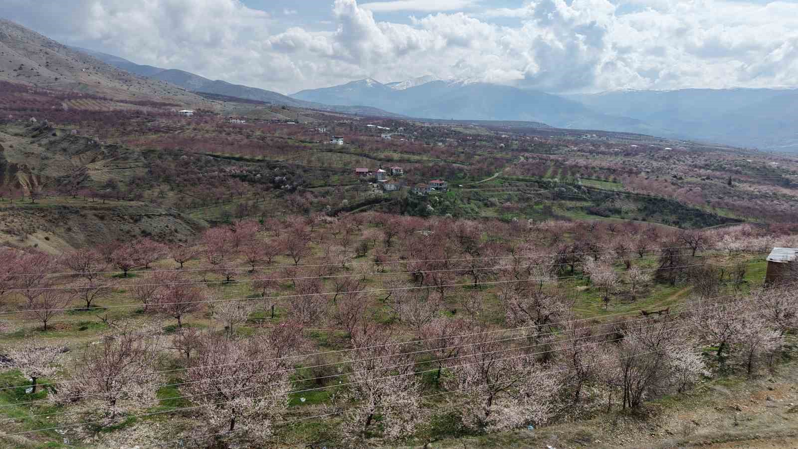 Kayısı bahçeleri beyaza büründü, ortaya eşsiz manzaralar çıktı
