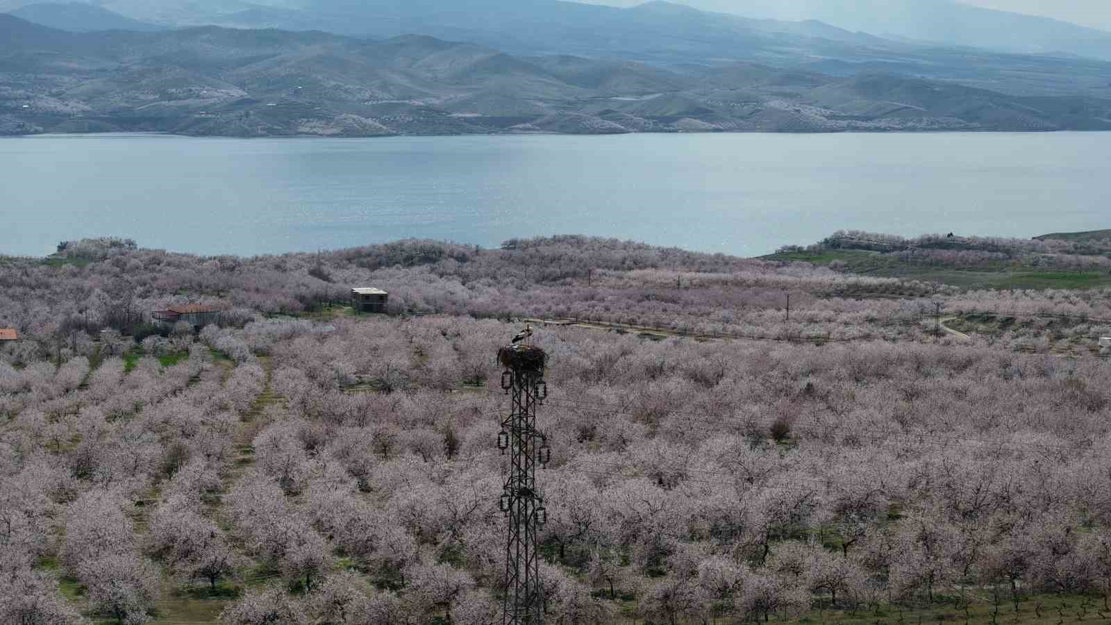 Kayısı bahçeleri beyaza büründü, ortaya eşsiz manzaralar çıktı
