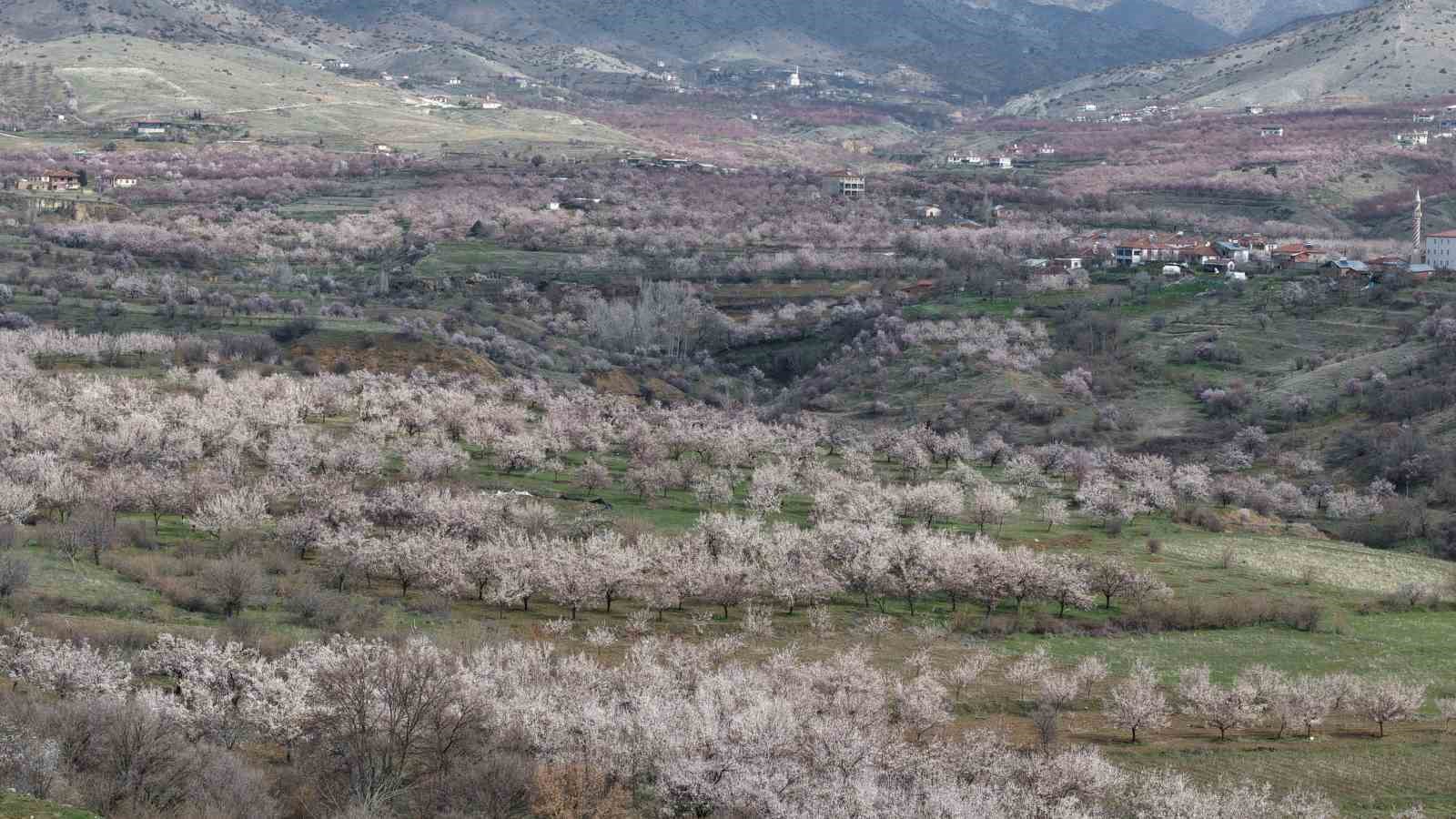 Kayısı bahçeleri beyaza büründü, ortaya eşsiz manzaralar çıktı
